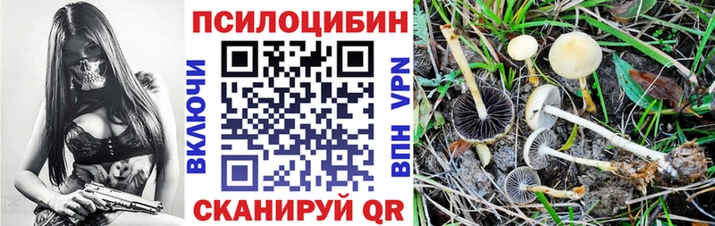 как найти закладки  Сураж  darknet наркотические препараты  Галлюциногенные грибы Psilocybine cubensis 